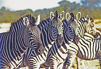Zebra's